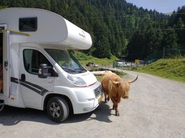 huuronzecamper.com - een wilde koei inspecteert de camper